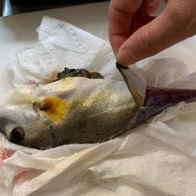 実は簡単 ギマの捌き方 レシピ 作り方 By 魚魚まんま 楽天レシピ 実は簡単 ギマの捌き方 レシピ 作り方 By 魚魚まんま 楽天レシピ